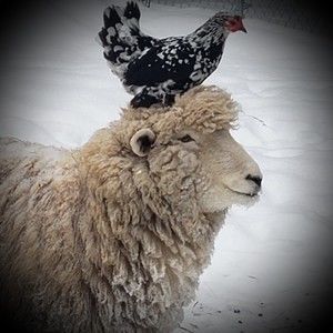 Meet your Posher, Evelyn